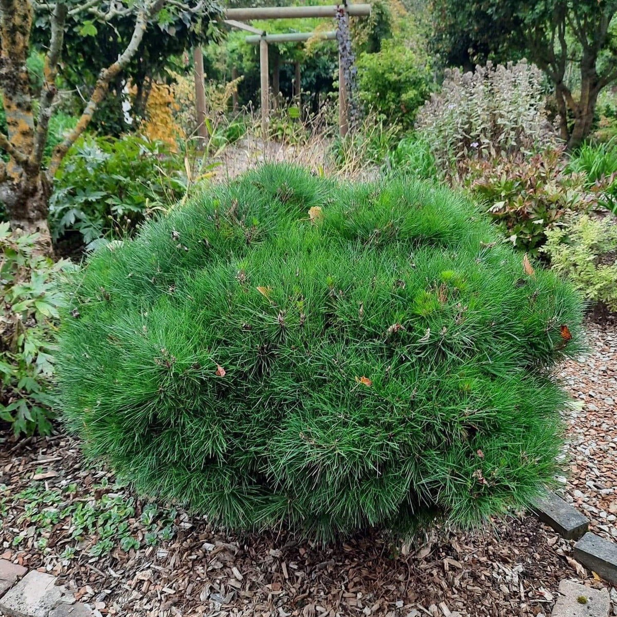 ヤーマンさんBUCEPHALANDRA Nanga Pino SuperBlue Buy Pinus nigra 'Gaelle Bregeon' Bambino Austrian Black Pine Tree