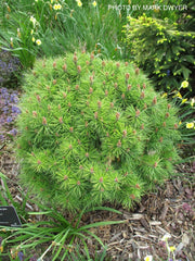 - Pinus nigra ‘Gaelle Bregeon’ Bambino Austrian Black Pine Tree - Mr Maple │ Buy Japanese Maple Trees