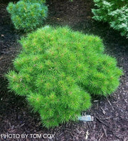 - Pinus nigra ‘Gaelle Bregeon’ Bambino Austrian Black Pine Tree - Mr Maple │ Buy Japanese Maple Trees