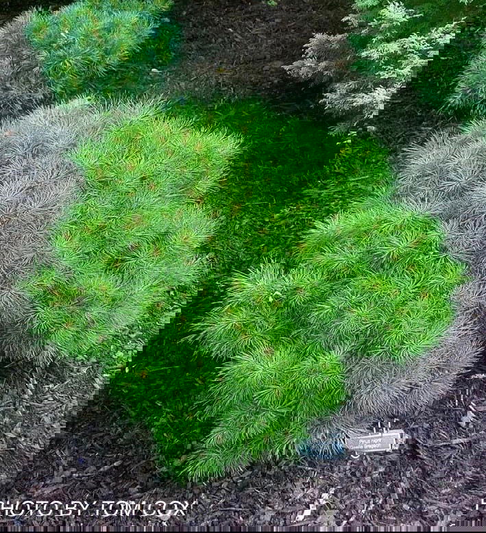 - Pinus nigra ‘Gaelle Bregeon’ Bambino Austrian Black Pine Tree - Mr Maple │ Buy Japanese Maple Trees