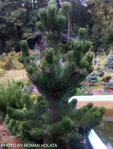 - Pinus nigra ‘Oregon Green’ Austrian Black Pine Tree - Mr Maple │ Buy Japanese Maple Trees