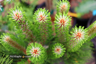 - Pinus nigra ‘Oregon Green’ Austrian Black Pine Tree - Mr Maple │ Buy Japanese Maple Trees