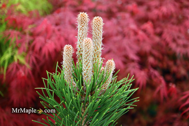 - Pinus nigra ‘Oregon Green’ Austrian Black Pine Tree - Mr Maple │ Buy Japanese Maple Trees