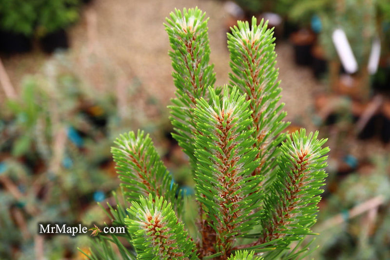 - Pinus nigra ‘Oregon Green’ Austrian Black Pine Tree - Mr Maple │ Buy Japanese Maple Trees