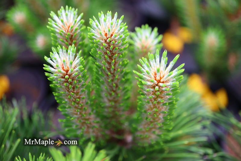 - Pinus nigra ‘Oregon Green’ Austrian Black Pine Tree - Mr Maple │ Buy Japanese Maple Trees
