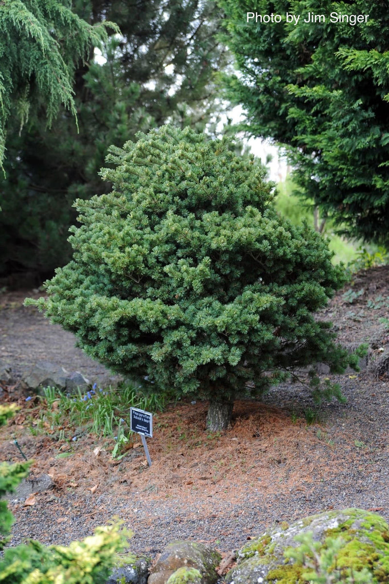 - Pinus parviflora 'Adcock's Dwarf' Dwarf Japanese White Pine - Mr Maple │ Buy Japanese Maple Trees