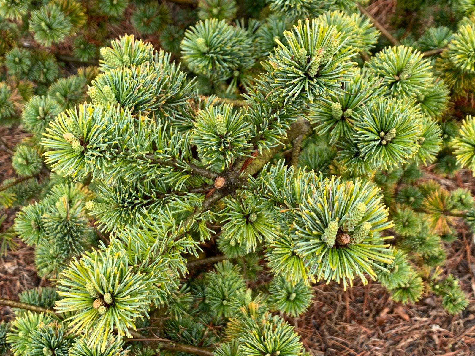 Buy Pinus parviflora 'Adcock's Dwarf' Dwarf Japanese White Pine