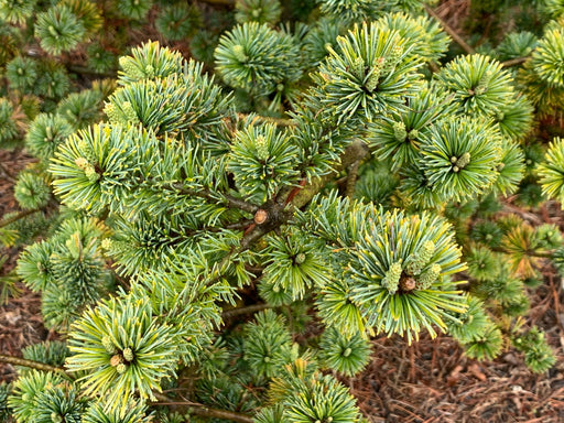 - Pinus parviflora 'Adcock's Dwarf' Dwarf Japanese White Pine - Mr Maple │ Buy Japanese Maple Trees