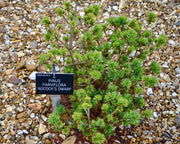 - Pinus parviflora 'Adcock's Dwarf' Dwarf Japanese White Pine - Mr Maple │ Buy Japanese Maple Trees