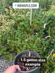 - Pinus parviflora 'Adcock's Dwarf' Dwarf Japanese White Pine - Mr Maple │ Buy Japanese Maple Trees