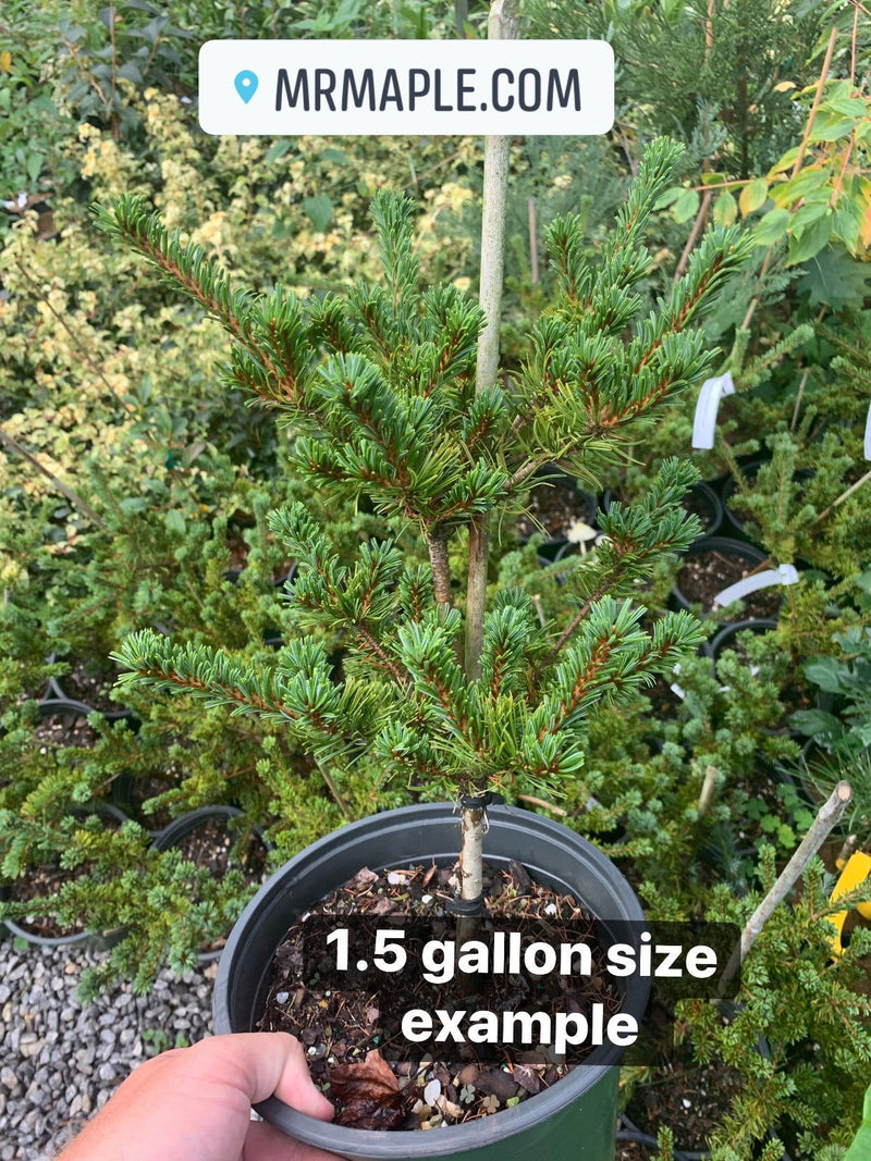 - Pinus parviflora 'Adcock's Dwarf' Dwarf Japanese White Pine - Mr Maple │ Buy Japanese Maple Trees