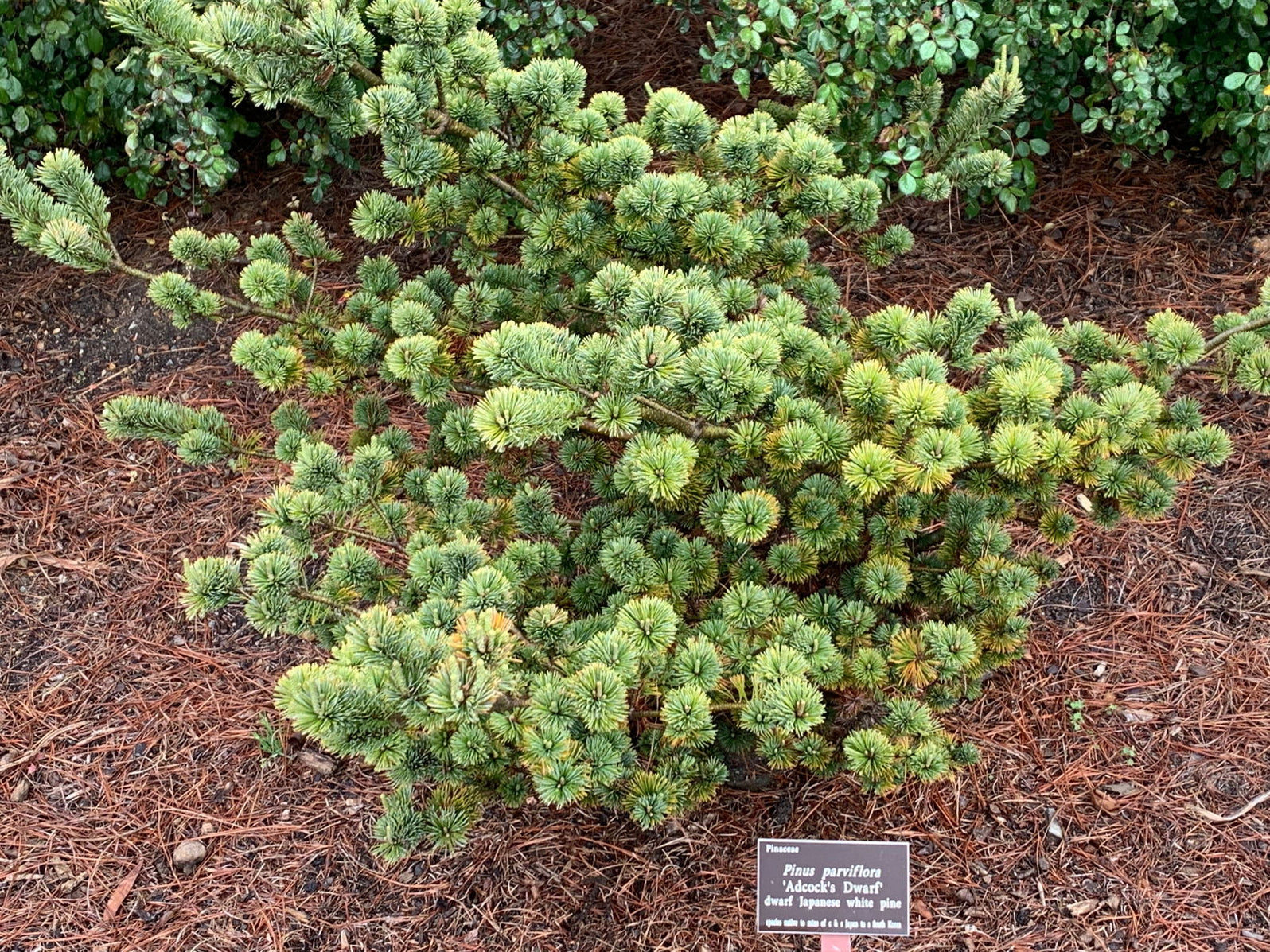 Buy Pinus parviflora 'Adcock's Dwarf' Dwarf Japanese White Pine — Mr ...