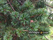 - Pinus parviflora 'Adcock's Dwarf' Dwarf Japanese White Pine - Mr Maple │ Buy Japanese Maple Trees