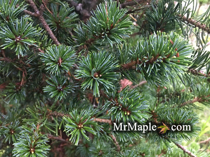 - Pinus parviflora 'Adcock's Dwarf' Dwarf Japanese White Pine - Mr Maple │ Buy Japanese Maple Trees