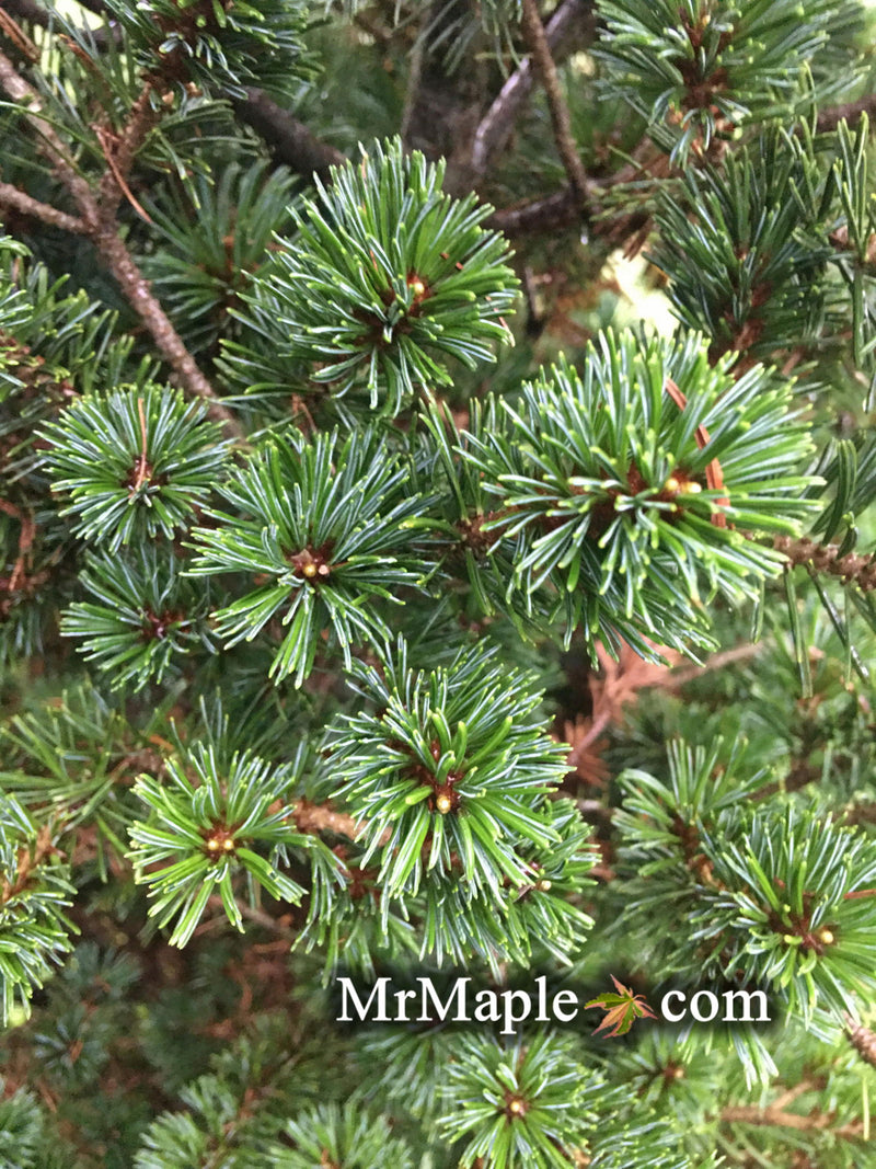 - Pinus parviflora 'Adcock's Dwarf' Dwarf Japanese White Pine - Mr Maple │ Buy Japanese Maple Trees
