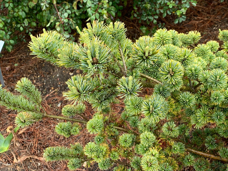 - Pinus parviflora 'Adcock's Dwarf' Dwarf Japanese White Pine - Mr Maple │ Buy Japanese Maple Trees
