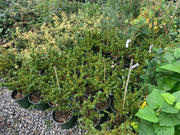 - Pinus parviflora 'Adcock's Dwarf' Dwarf Japanese White Pine - Mr Maple │ Buy Japanese Maple Trees