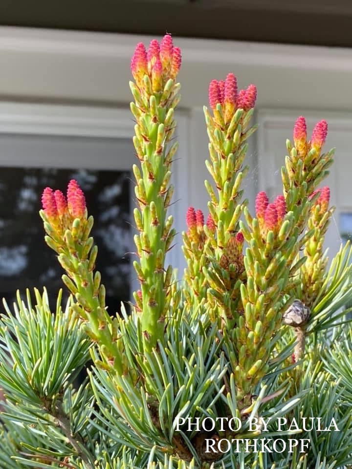 Buy Pinus parviflora 'Aoi' Blue Japanese White Pine — Mr Maple │ Buy  Japanese Maple Trees