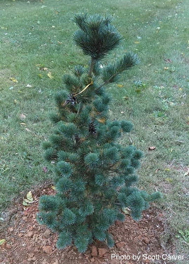 - Pinus parviflora 'Aoi' Blue Japanese White Pine - Mr Maple │ Buy Japanese Maple Trees