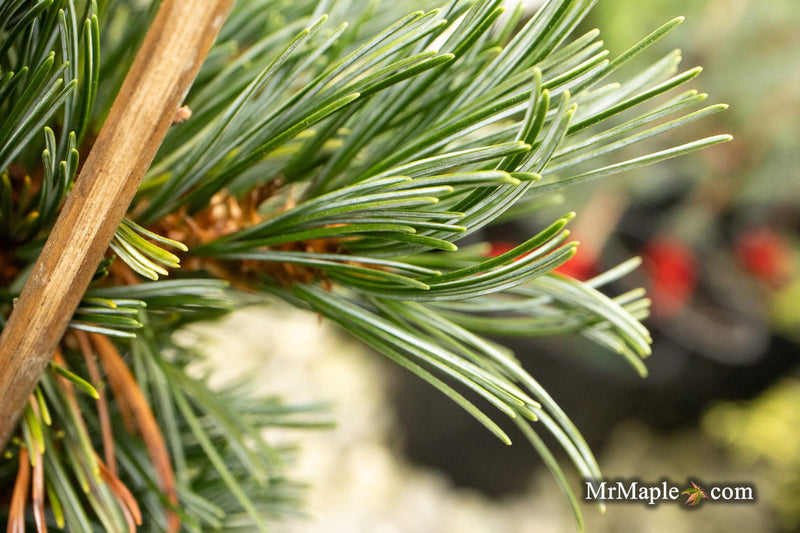 - Pinus parviflora 'Baldwin' Dwarf White Pine - Mr Maple │ Buy Japanese Maple Trees