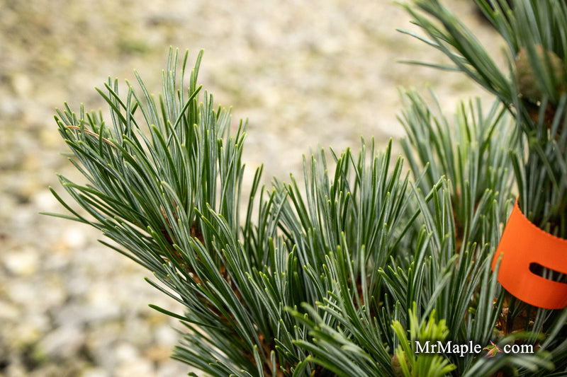 - Pinus parviflora 'Baldwin' Dwarf White Pine - Mr Maple │ Buy Japanese Maple Trees