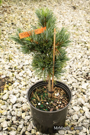 - Pinus parviflora 'Baldwin' Dwarf White Pine - Mr Maple │ Buy Japanese Maple Trees