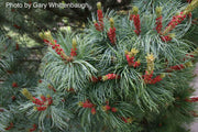 - Pinus parviflora 'Bergman' Japanese White Pine Tree - Mr Maple │ Buy Japanese Maple Trees