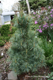 - Pinus parviflora 'Bergman' Japanese White Pine Tree - Mr Maple │ Buy Japanese Maple Trees