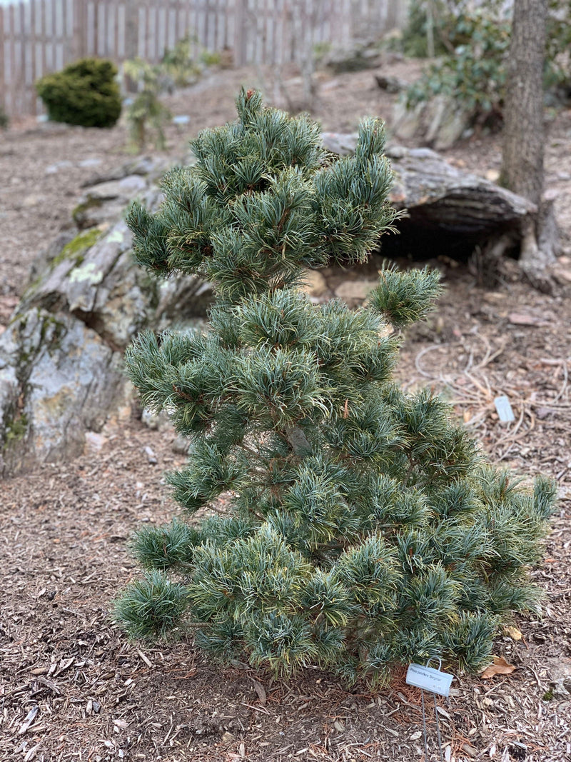 - Pinus parviflora 'Bergman' Japanese White Pine Tree - Mr Maple │ Buy Japanese Maple Trees