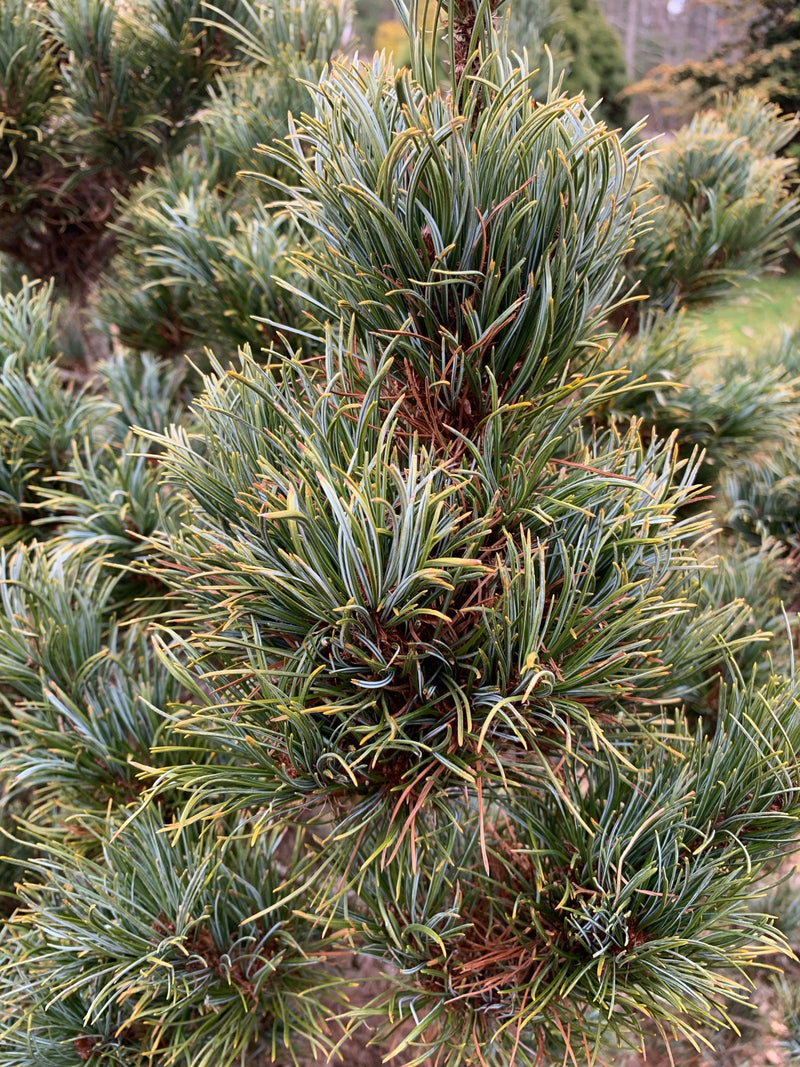 - Pinus parviflora 'Bergman' Japanese White Pine Tree - Mr Maple │ Buy Japanese Maple Trees