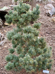 - Pinus parviflora 'Bergman' Japanese White Pine Tree - Mr Maple │ Buy Japanese Maple Trees