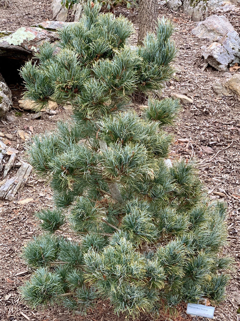 - Pinus parviflora 'Bergman' Japanese White Pine Tree - Mr Maple │ Buy Japanese Maple Trees