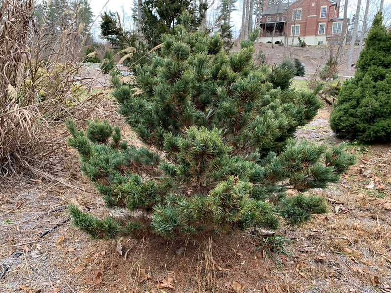 - Pinus parviflora 'Bergman' Japanese White Pine Tree - Mr Maple │ Buy Japanese Maple Trees