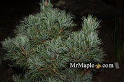 - Pinus parviflora 'Bergman' Japanese White Pine Tree - Mr Maple │ Buy Japanese Maple Trees
