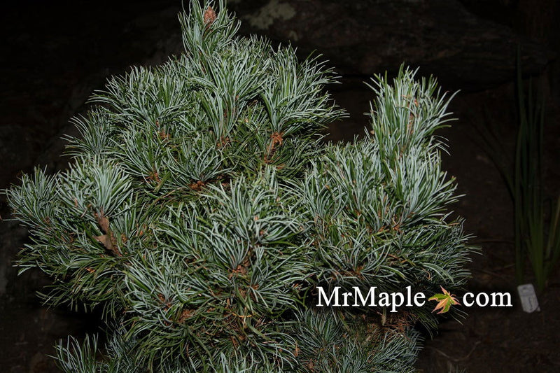 - Pinus parviflora 'Bergman' Japanese White Pine Tree - Mr Maple │ Buy Japanese Maple Trees