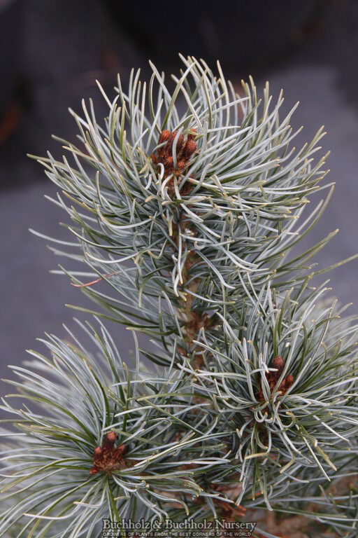 - Pinus parviflora 'Blue Angel' Blue Japanese White Pine - Mr Maple │ Buy Japanese Maple Trees