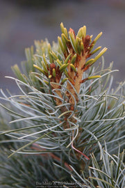 - Pinus parviflora 'Blue Angel' Blue Japanese White Pine - Mr Maple │ Buy Japanese Maple Trees