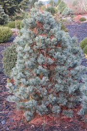 - Pinus parviflora 'Blue Giant' Blue Japanese White Pine - Mr Maple │ Buy Japanese Maple Trees