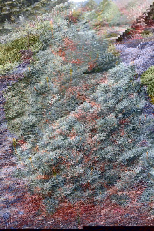 - Pinus parviflora 'Blue Giant' Blue Japanese White Pine - Mr Maple │ Buy Japanese Maple Trees