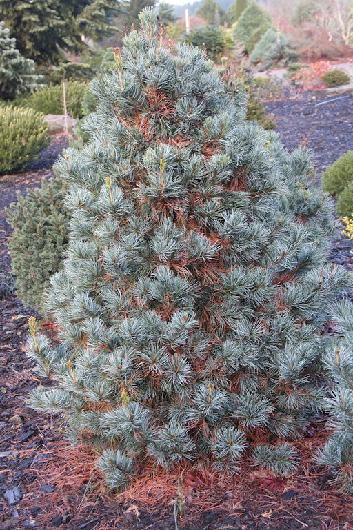 - Pinus parviflora 'Blue Giant' Blue Japanese White Pine - Mr Maple │ Buy Japanese Maple Trees