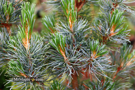 - Pinus parviflora 'Blue Lou' Dwarf Japanese White Pine - Mr Maple │ Buy Japanese Maple Trees