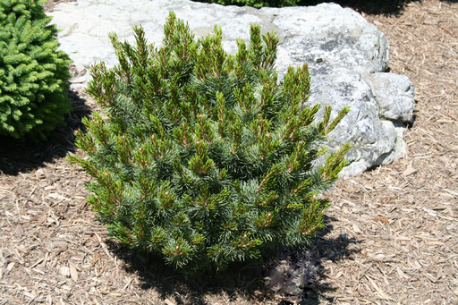 - Pinus parviflora 'Blue Lou' Dwarf Japanese White Pine - Mr Maple │ Buy Japanese Maple Trees