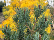 - Pinus parviflora 'Blue Lou' Dwarf Japanese White Pine - Mr Maple │ Buy Japanese Maple Trees