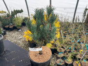- Pinus parviflora 'Blue Lou' Dwarf Japanese White Pine - Mr Maple │ Buy Japanese Maple Trees