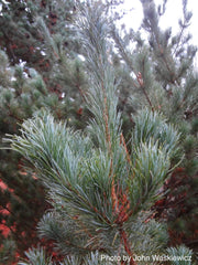 - Pinus parviflora 'Blue Lou' Dwarf Japanese White Pine - Mr Maple │ Buy Japanese Maple Trees