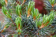 - Pinus parviflora 'Blue Lou' Dwarf Japanese White Pine - Mr Maple │ Buy Japanese Maple Trees