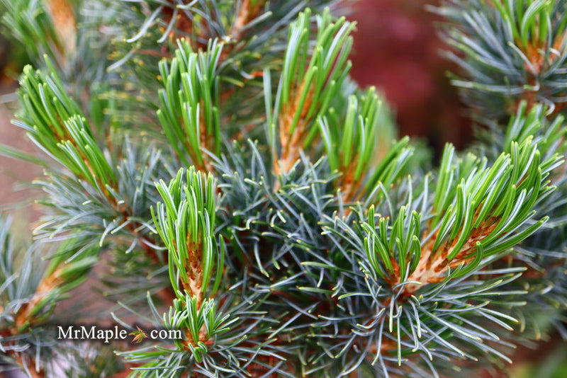 - Pinus parviflora 'Blue Lou' Dwarf Japanese White Pine - Mr Maple │ Buy Japanese Maple Trees