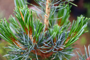 - Pinus parviflora 'Blue Lou' Dwarf Japanese White Pine - Mr Maple │ Buy Japanese Maple Trees