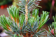 - Pinus parviflora 'Blue Lou' Dwarf Japanese White Pine - Mr Maple │ Buy Japanese Maple Trees