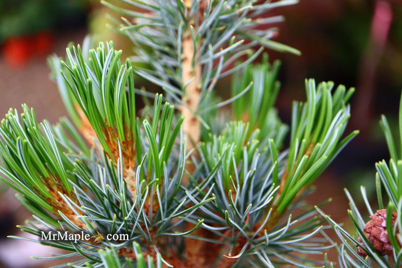 - Pinus parviflora 'Blue Lou' Dwarf Japanese White Pine - Mr Maple │ Buy Japanese Maple Trees